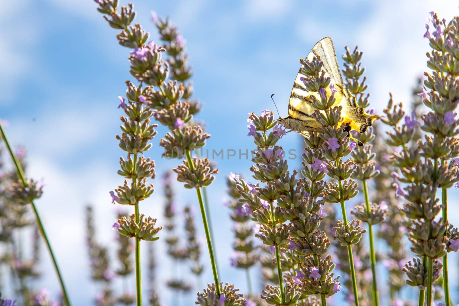 Butterfly on purple lavender blooms, France, post card