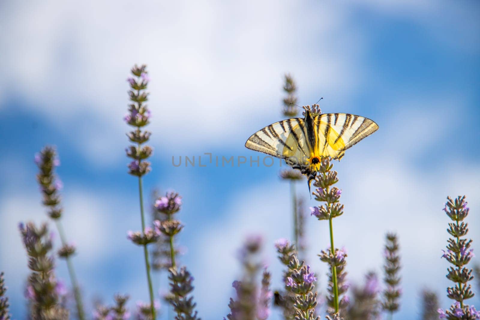 Butterfly on purple lavender blooms, France, post card