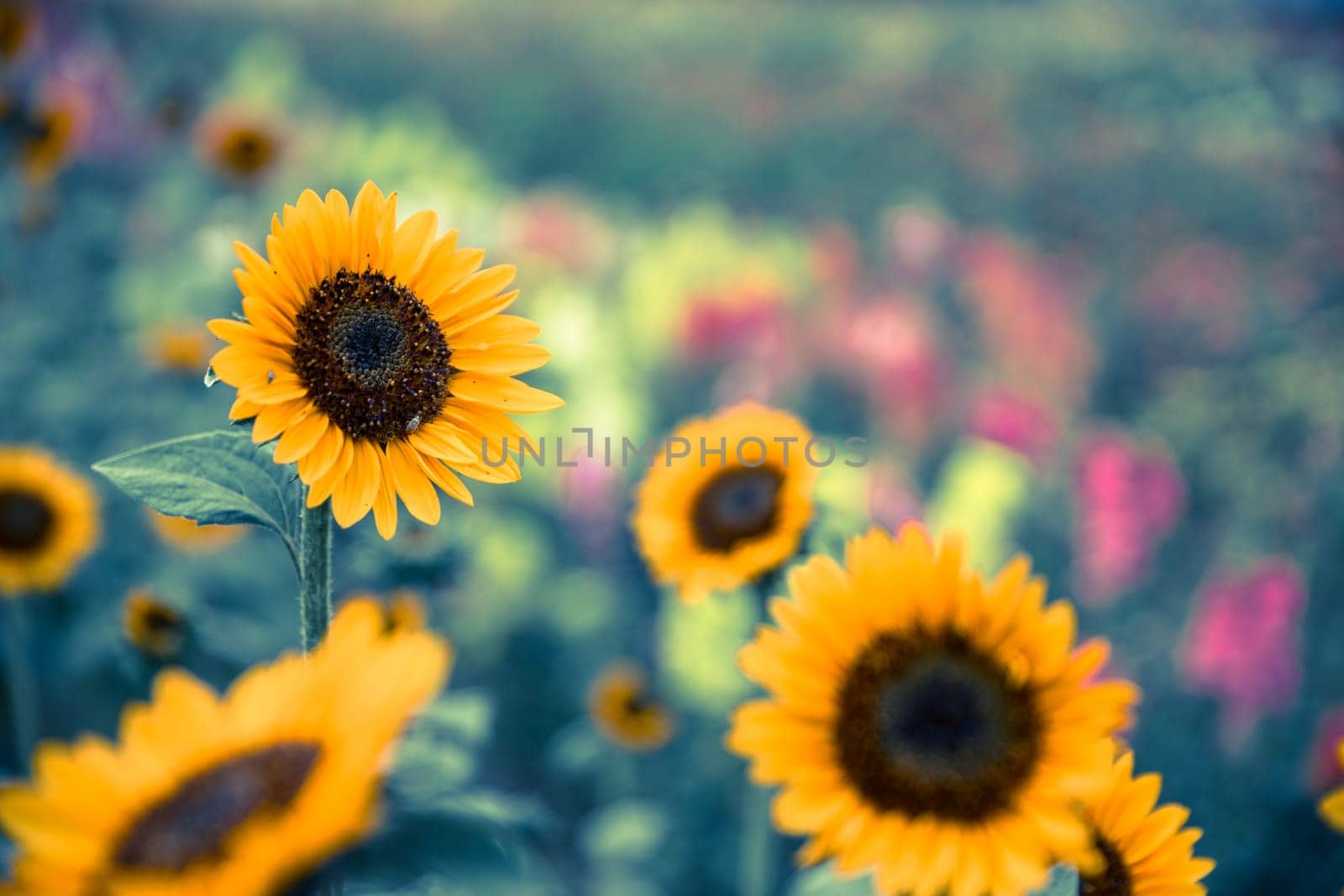 Beautiful yellow sunflowers on an agriculture field, summer time