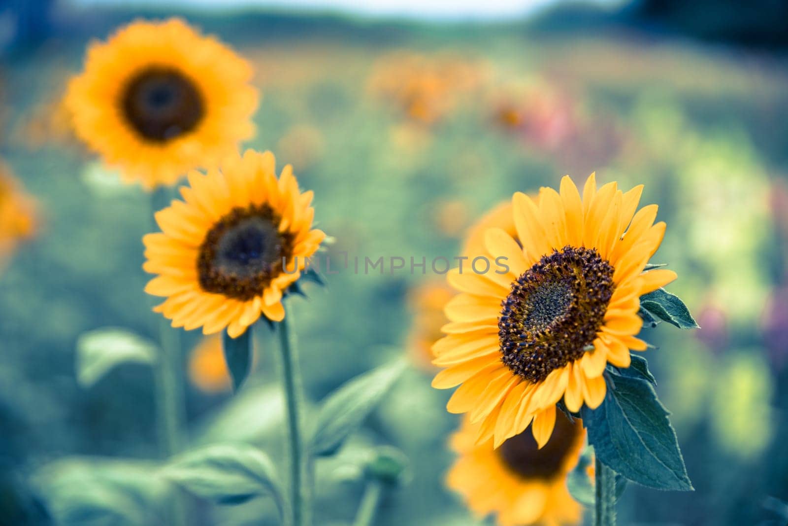 Beautiful yellow sunflowers on an agriculture field, summer time