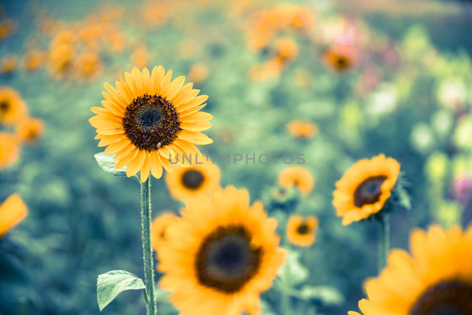 Beautiful yellow sunflowers on an agriculture field, summer time
