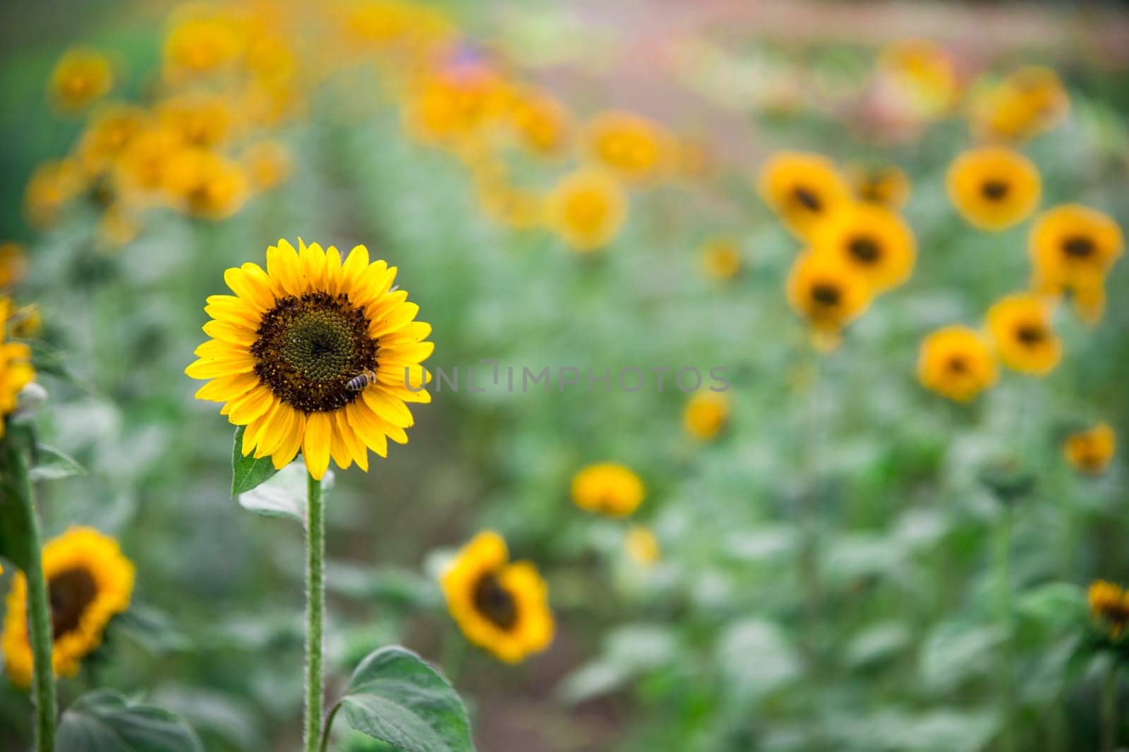 Beautiful yellow sunflowers on an agriculture field, summer time