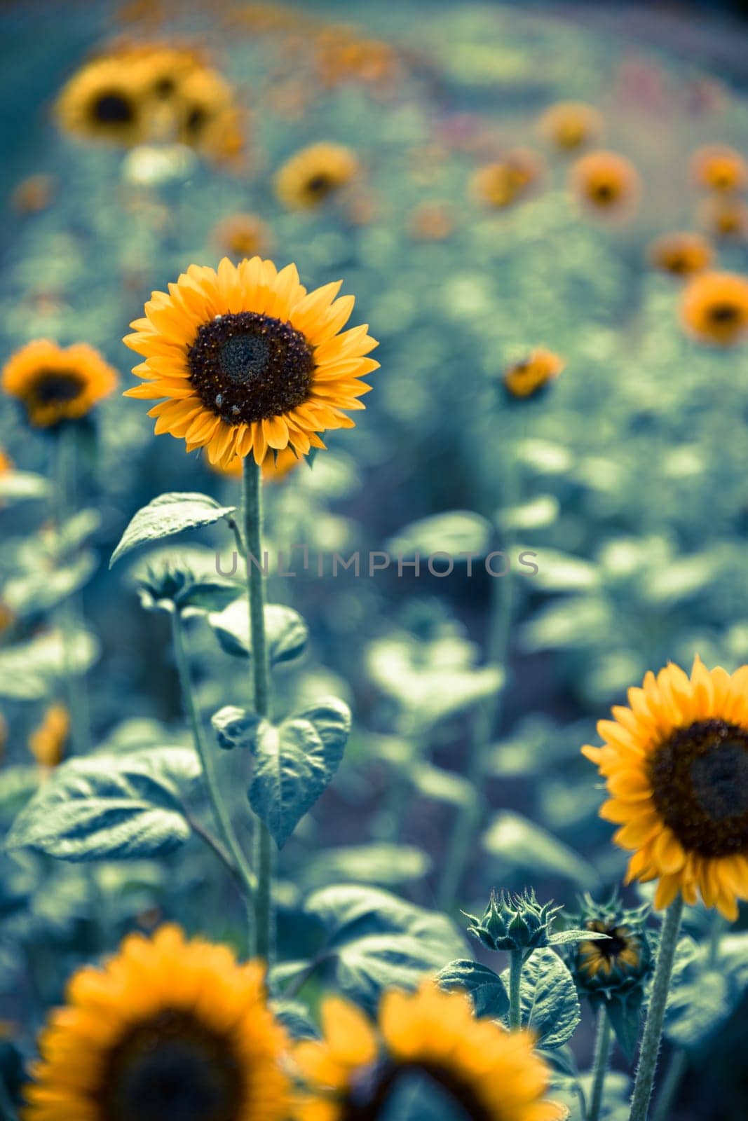 Beautiful yellow sunflowers on an agriculture field, summer time