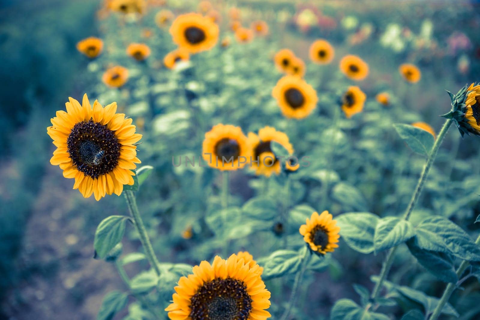 Beautiful yellow sunflowers on an agriculture field, summer time