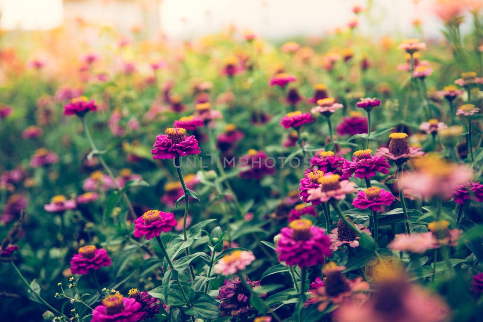 Colorful flowers on an agriculture field, summer time