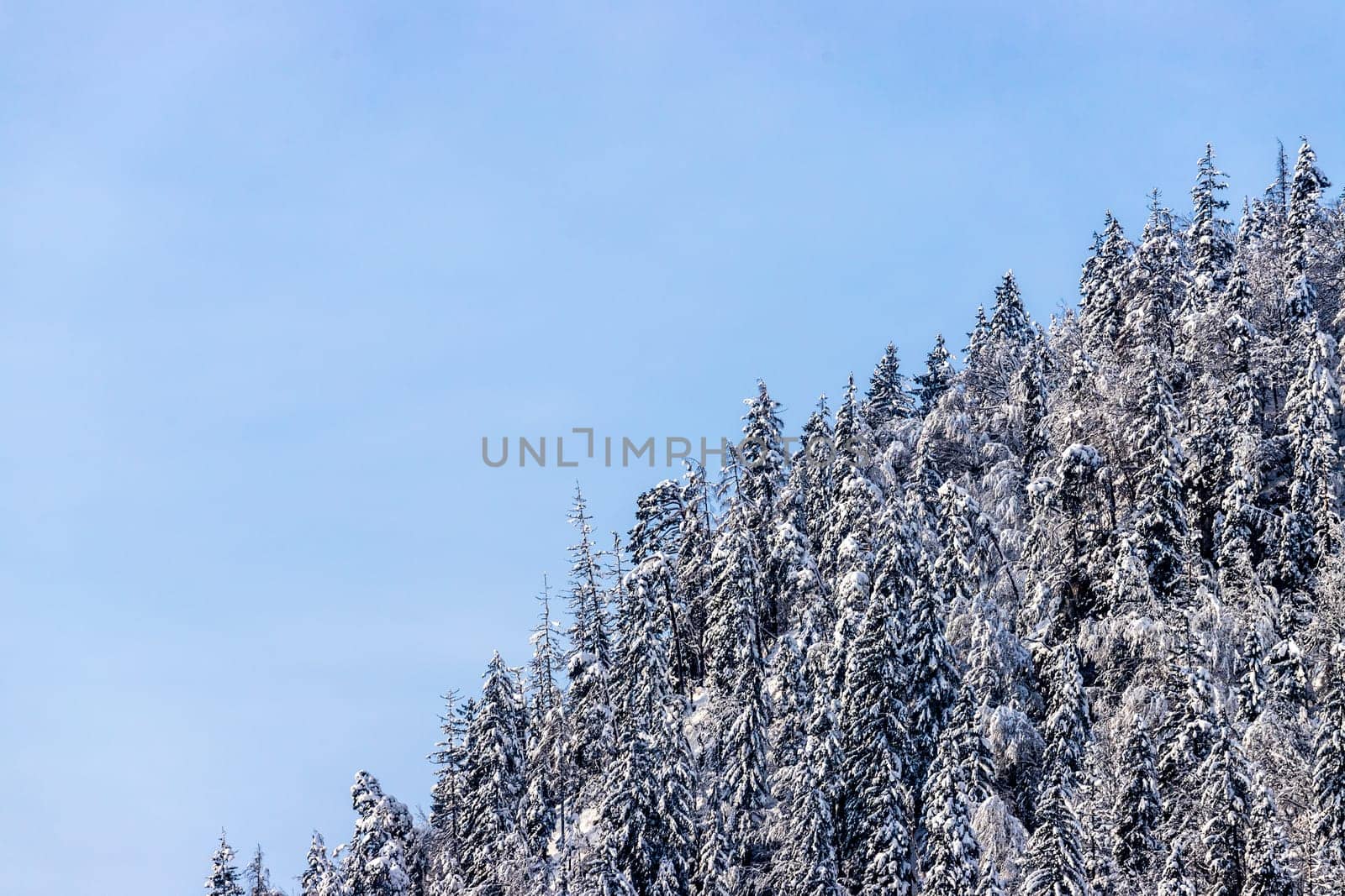 Snowy trees on the mountains, Austria
