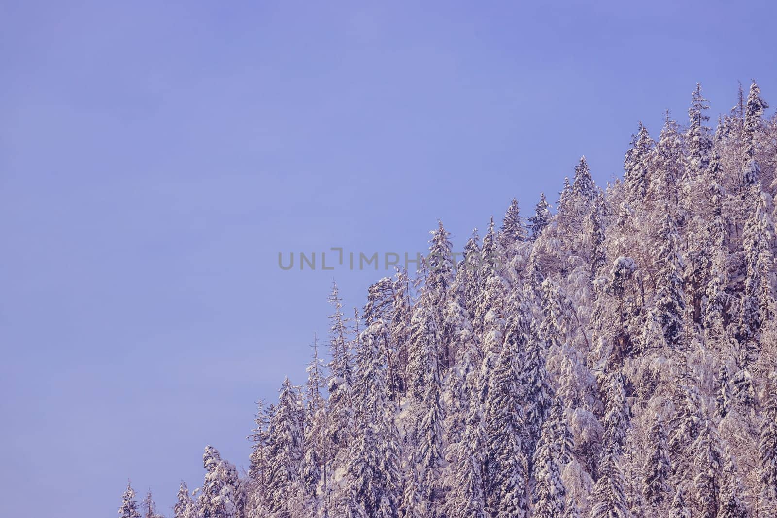 Snowy trees on the mountains, Austria