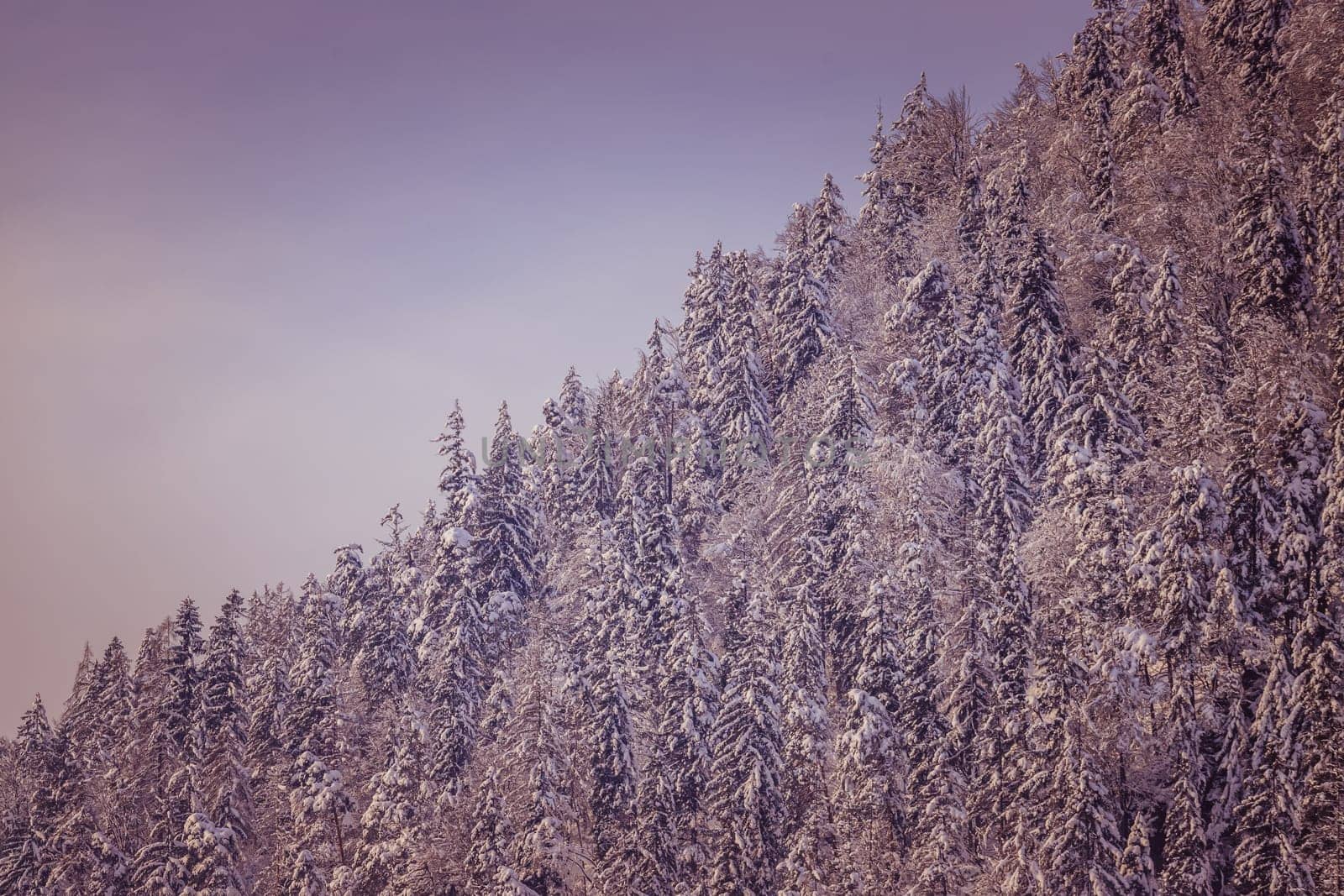 Snowy trees on the mountains, Austria