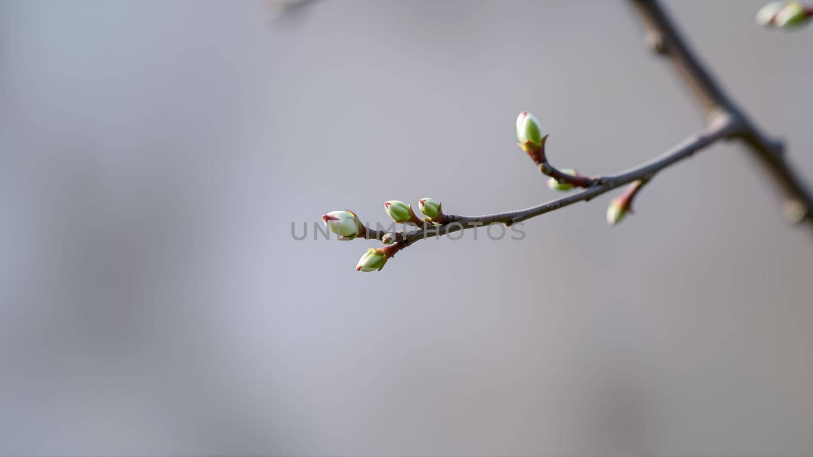 Buds on a tree in spring, blurred background. High quality photo