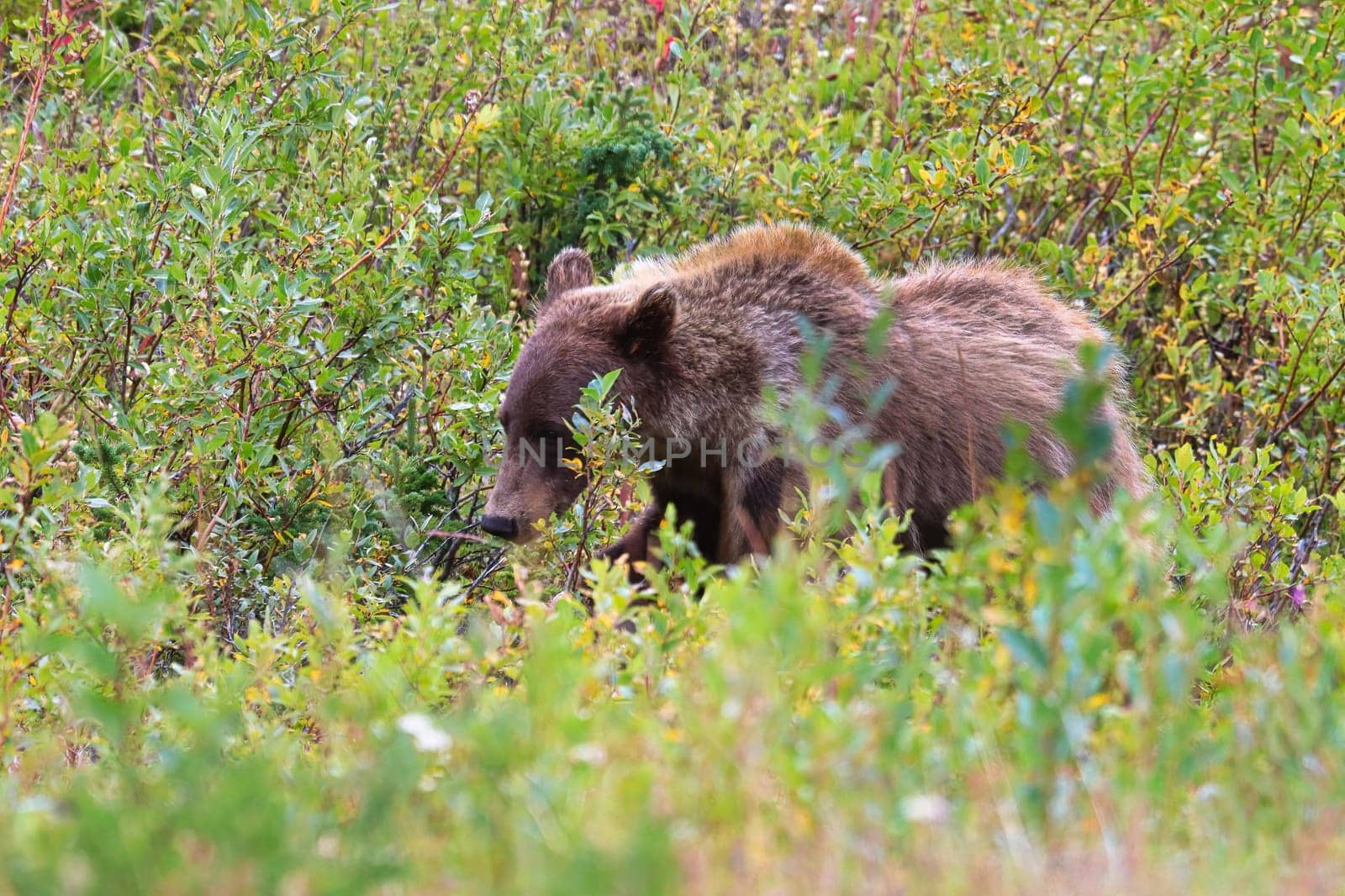 A grizzly bear walking through shrubs and grass.