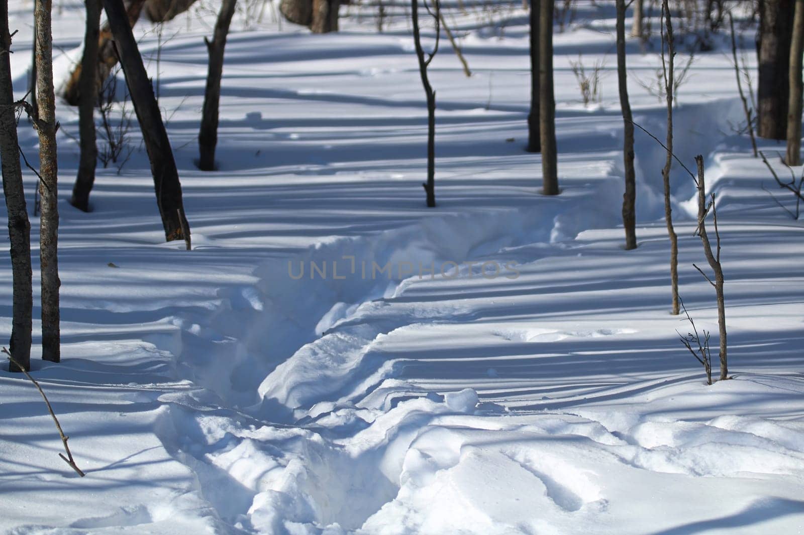 An animal trail going through forest snow.