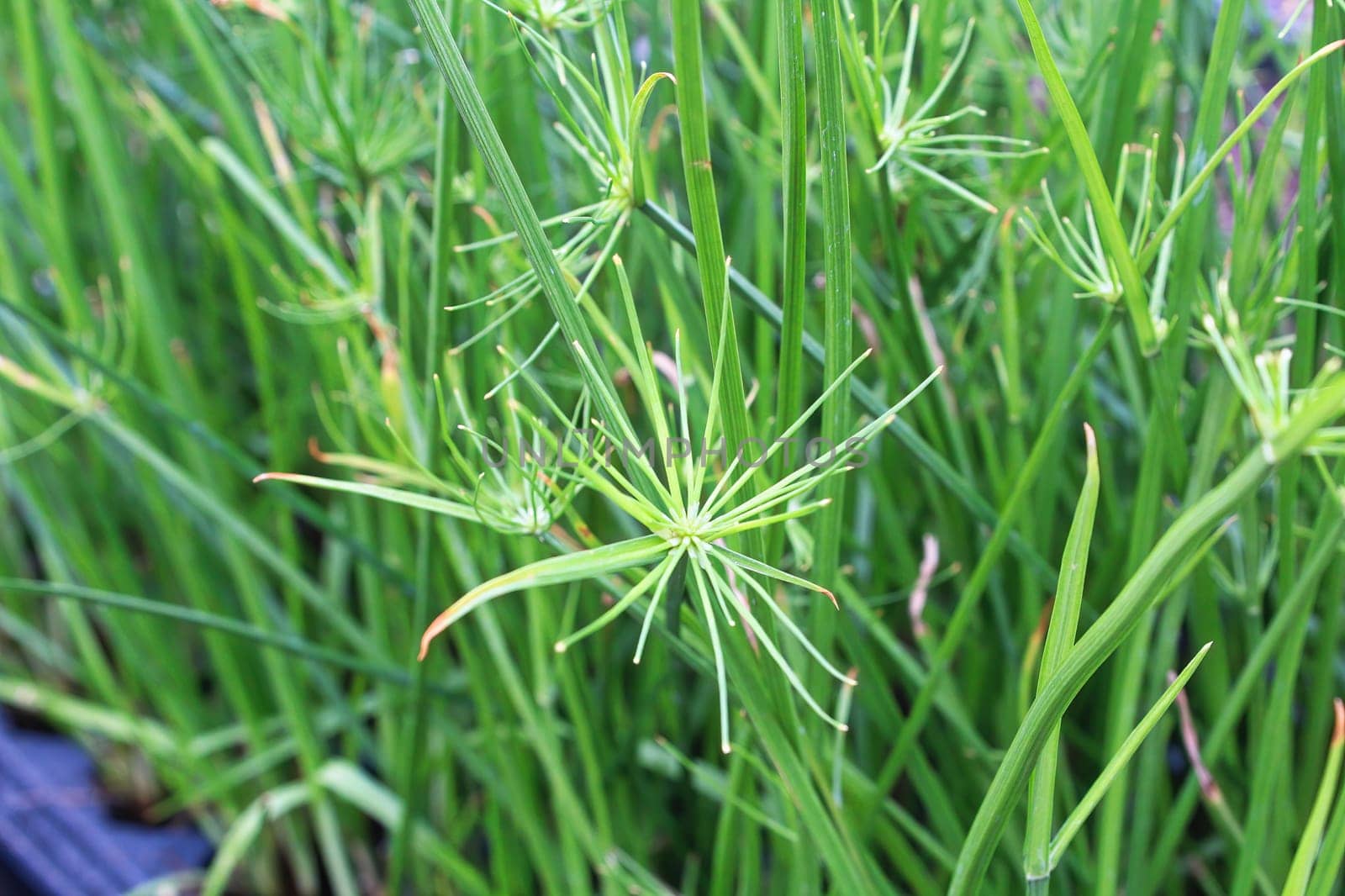 Closeup of cyperus papyrus or Nile Grass growing.