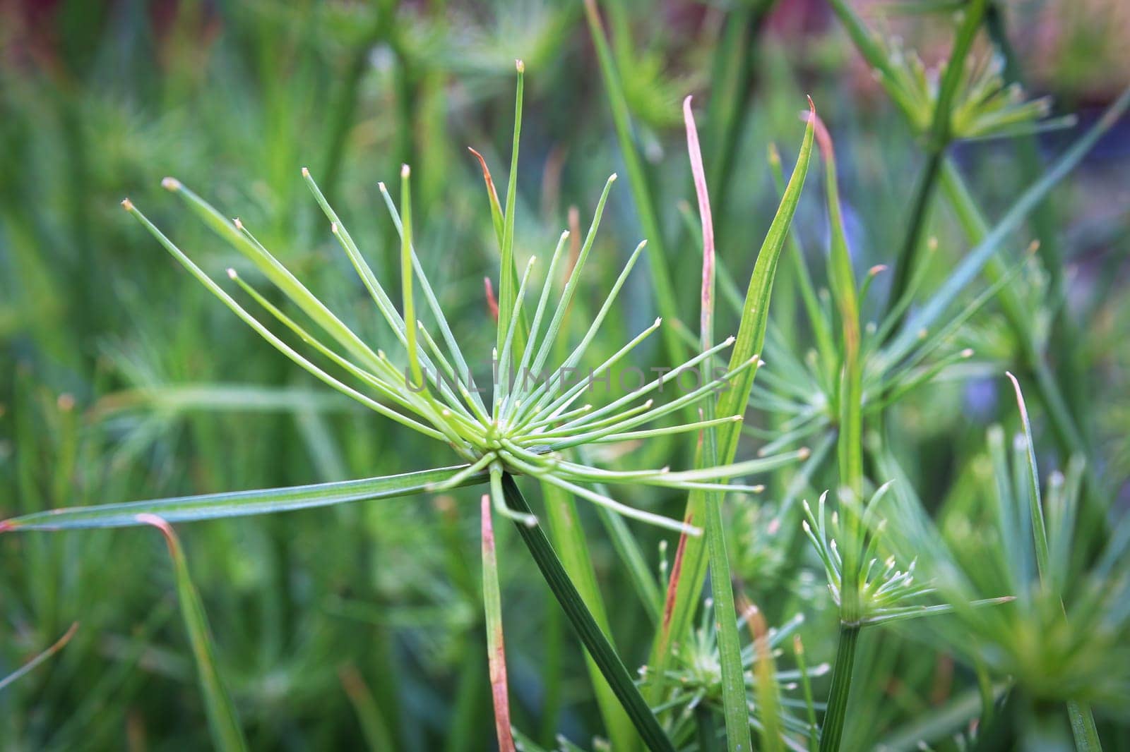 Macro of cyperus papyrus or Nile Grass growing.