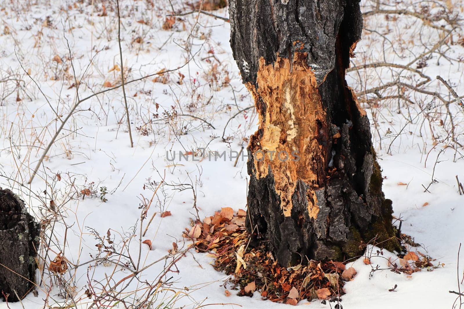 Closeup of a tree that has been chewed by a beaver in winter.