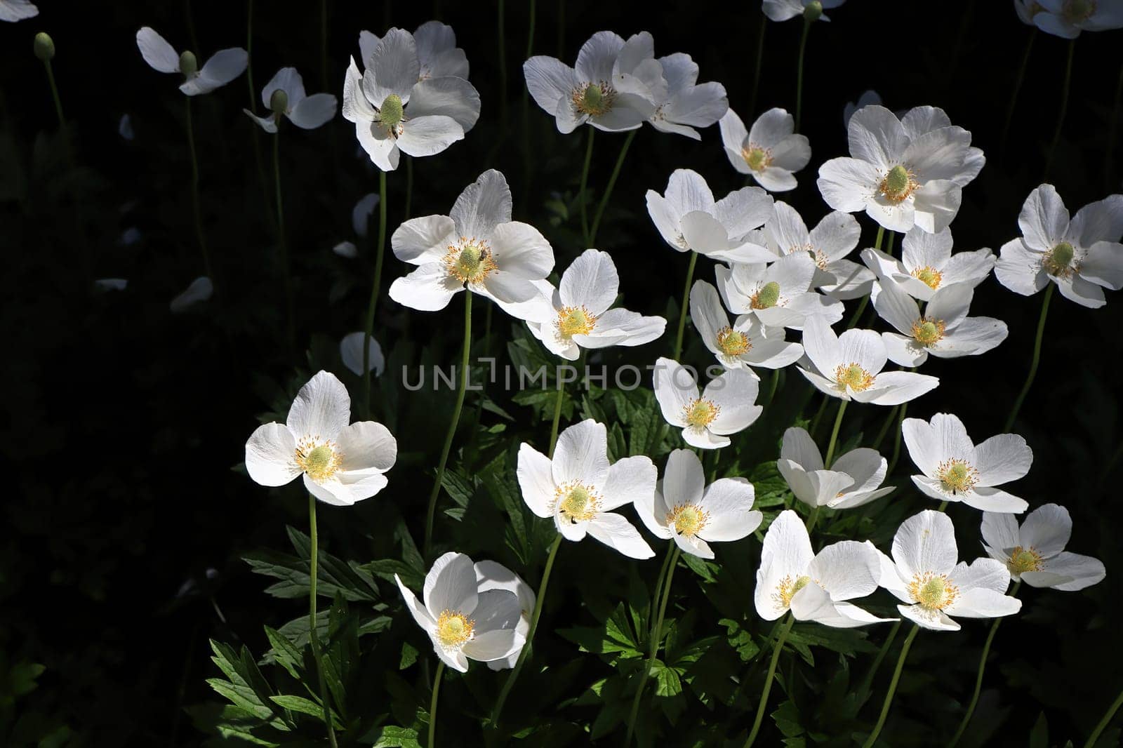 White poppies against a black background with sunlight.