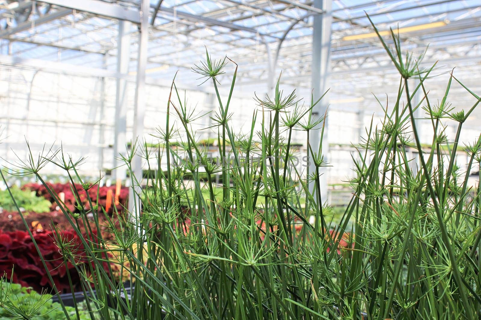 Closeup of Nile Grass seedlings in a greenhouse.