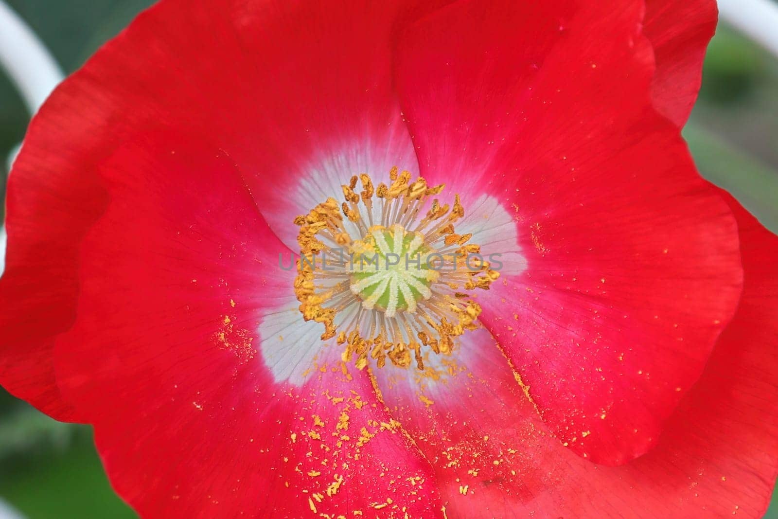 Macro of a red and white poppy center covered in pollen.