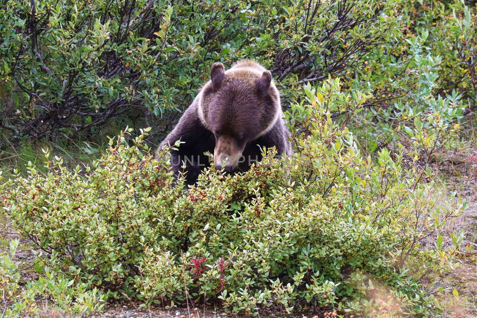 A grizzly bear sitting and eating berries off a bush.