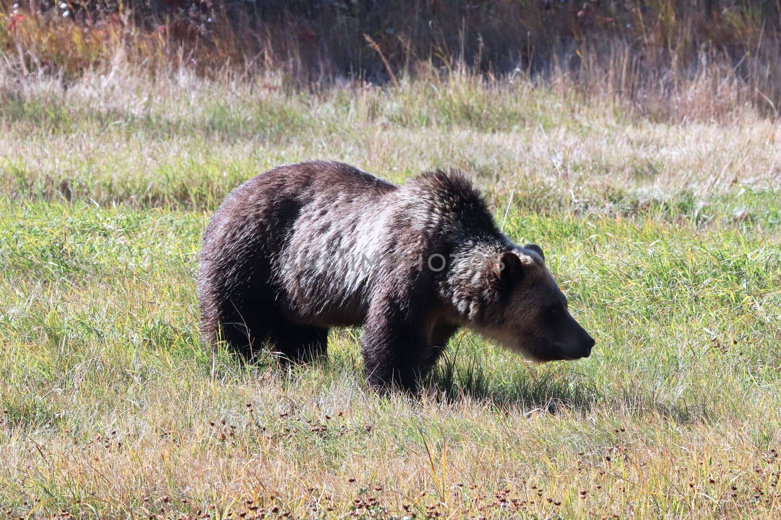 Side view of a grizzly bear standing in grass.