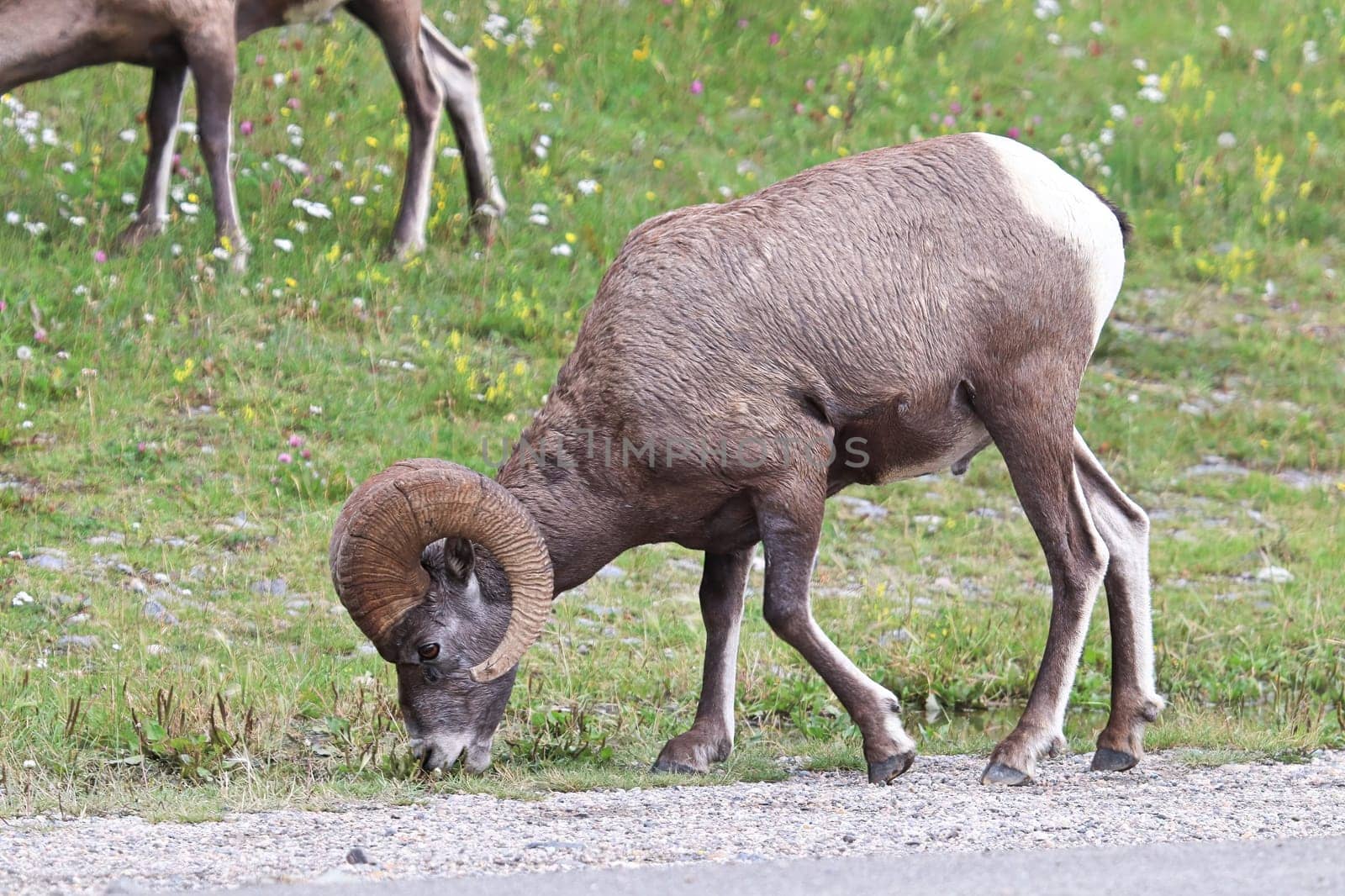 Closeup of bighorn sheep in a grassy meadow.