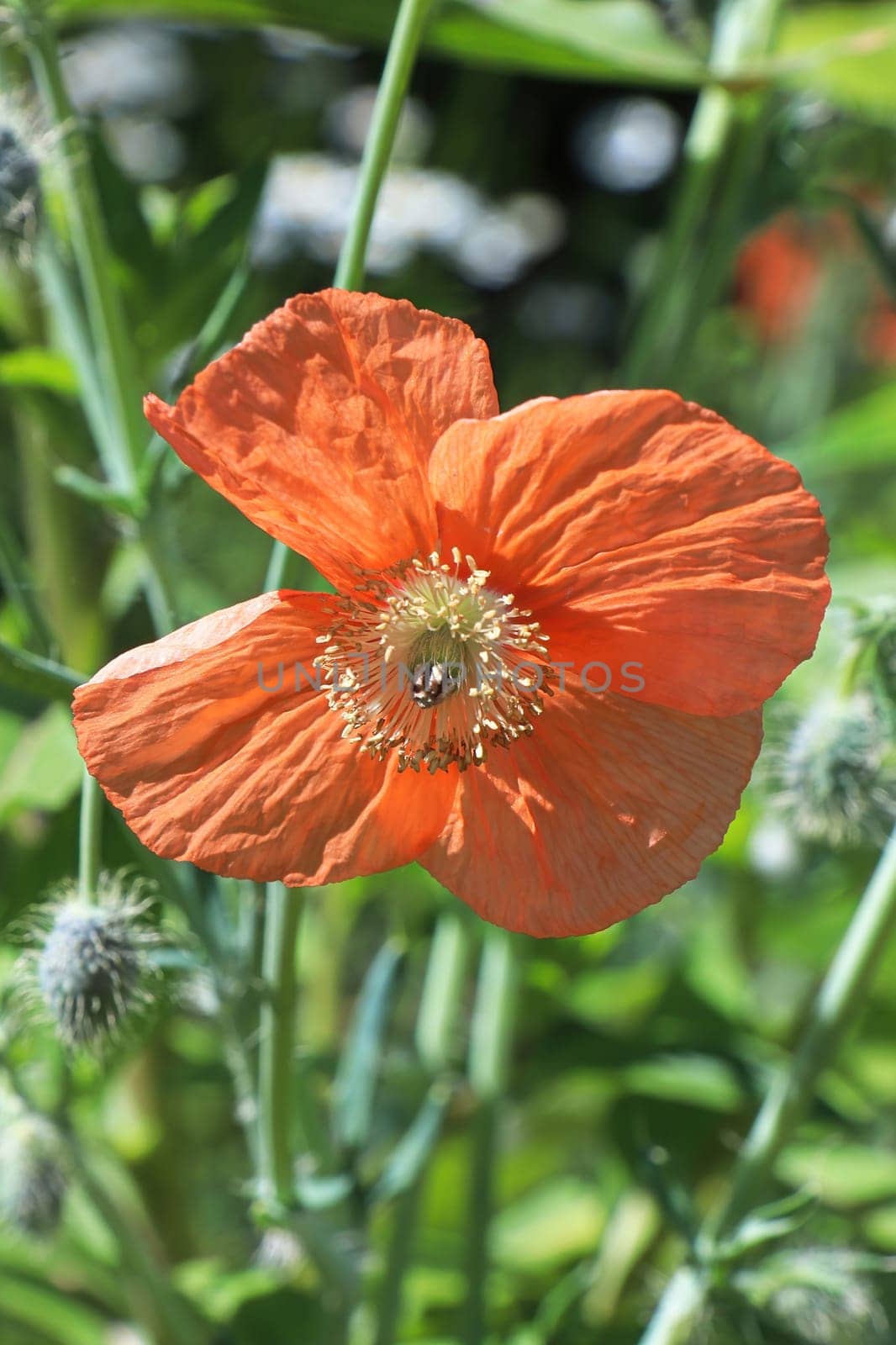 Vertical photo of a peach poppy growing between leaves.