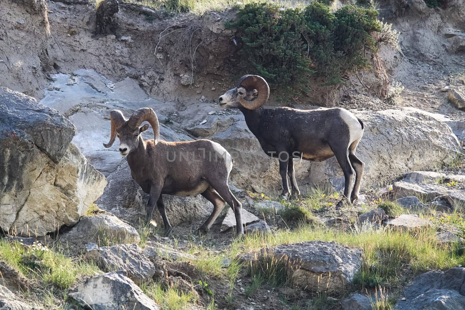 Two bighorn sheep rams stand infront of a rocky ledge.