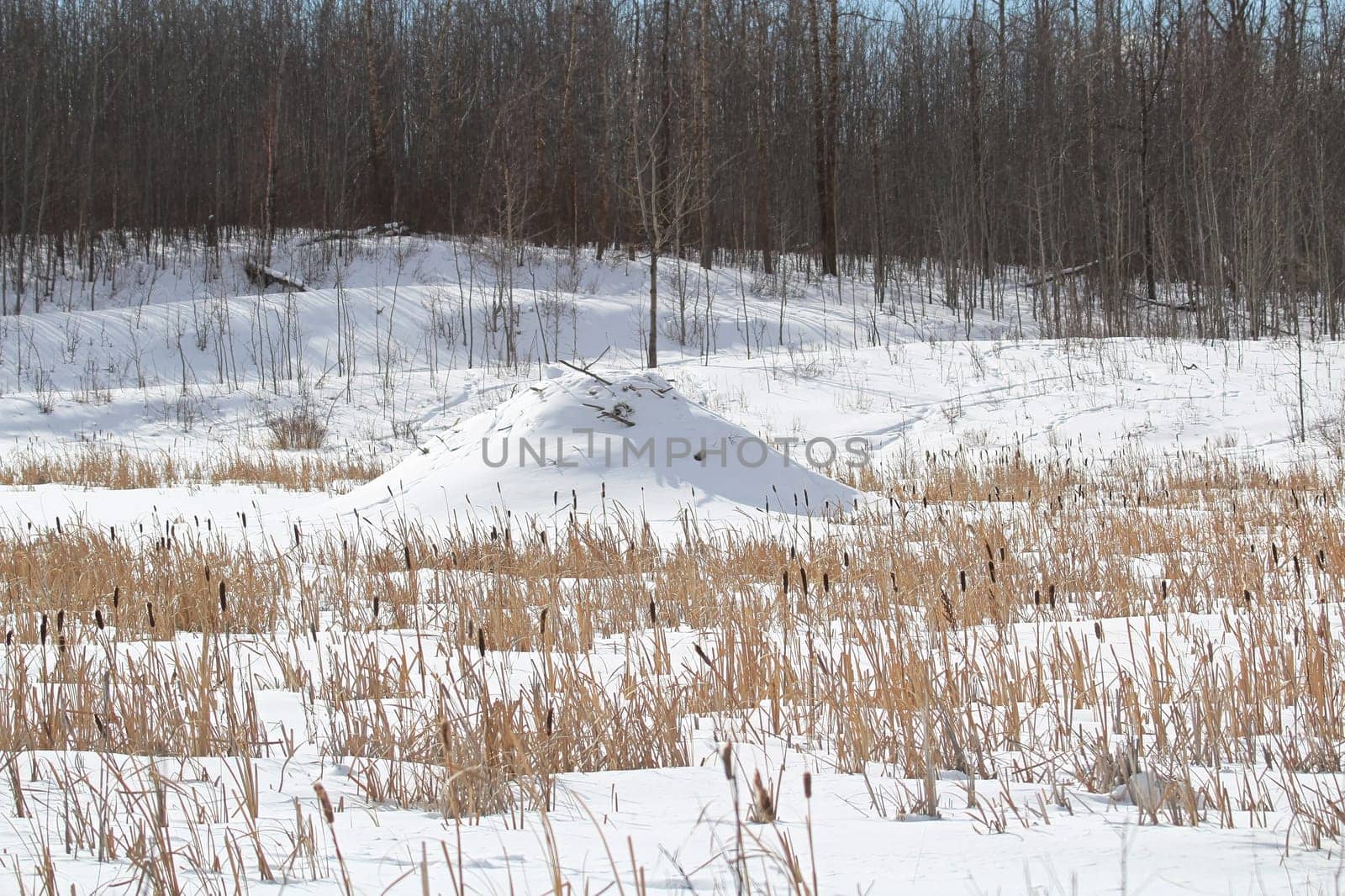 Beaver dams in ponds in the middle of winter.