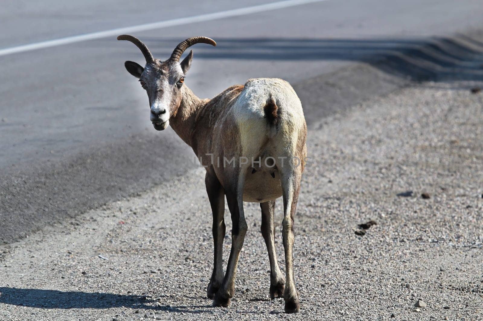 A bighorn sheep ewe stands along a paved highway.