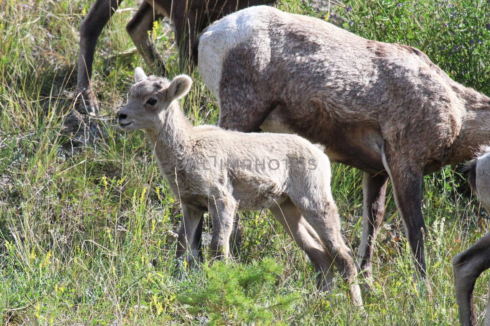 A tiny bighorn sheep lamb beside the ewe.