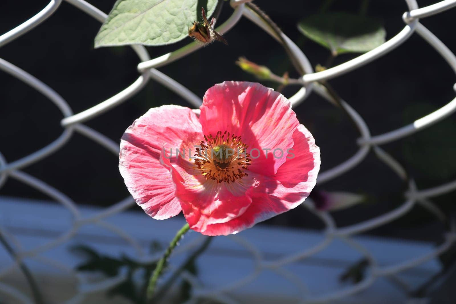 Closeup of a pink poppy against a white latice fence.