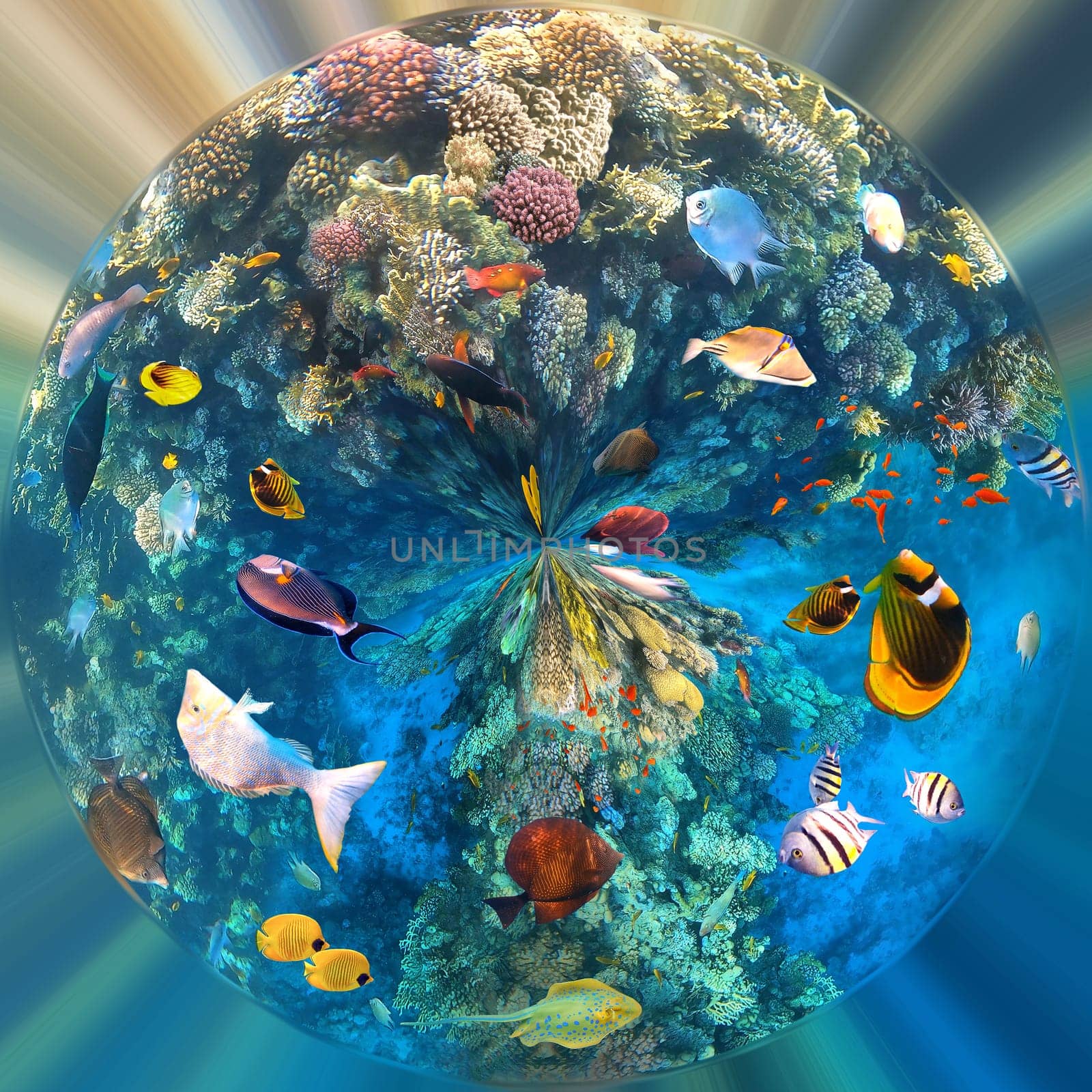 Underwater colorful tropical fishes at coral reef at Red Sea - bluecheek butterflyfish, Pale damsel, sergiant, desjardin sailfin tangfish or Zebrasoma desjardinii