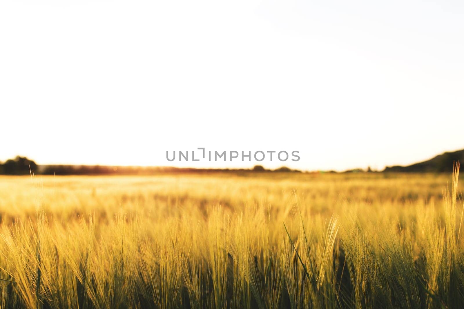 Agriculture concept with golden wheat grain fields panorama photography. Ears of yellow wheat. Idea of a rich harvest. Copy space of the setting sun rays on horizon in rural meadow. Beautiful sunlight