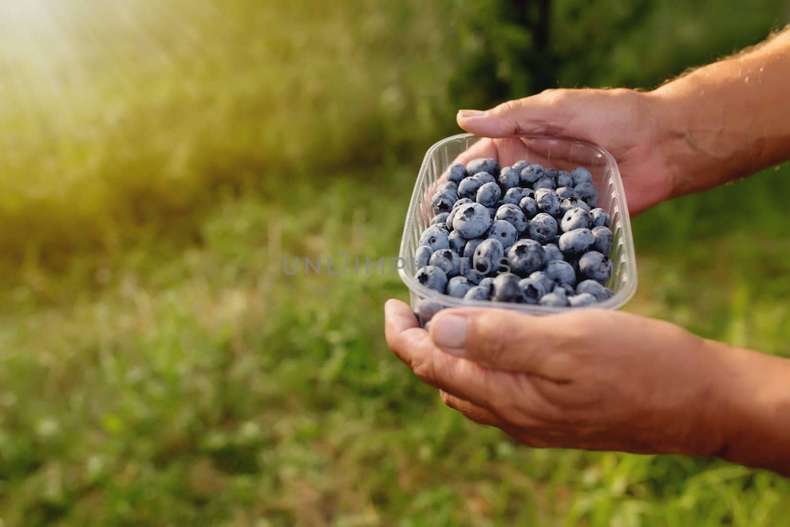 Senior man hands holding box with fresh cultivated blueberry. Healthy eating and Alzheimer or dementia healing concept. Farmer cultivating and harvesting blueberry. Agriculture industry business