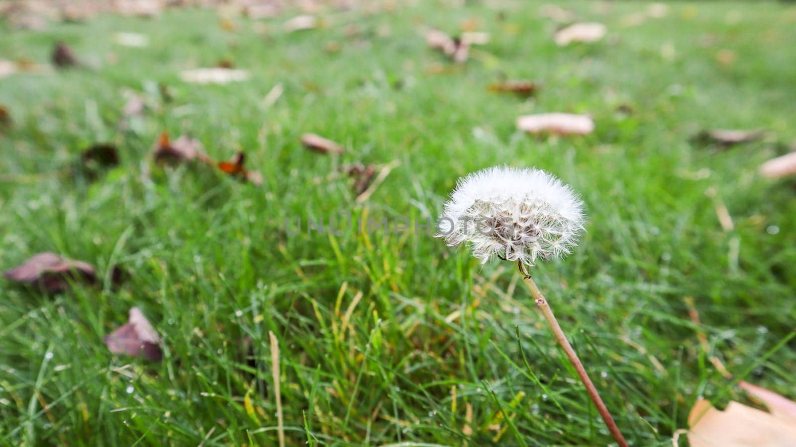 One ripe dandelion in the fall with a pleasant background of warm daylight on a green lawn. Spore dandelion in the autumn forest on the grass on a fall day.