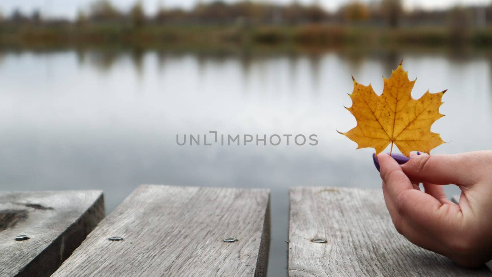 A yellow leaf in the girls hand on a wooden bridge by the lake in the park. Autumn, Thanksgiving and lifestyle concept. A fallen yellow leaf in his hand. Nature