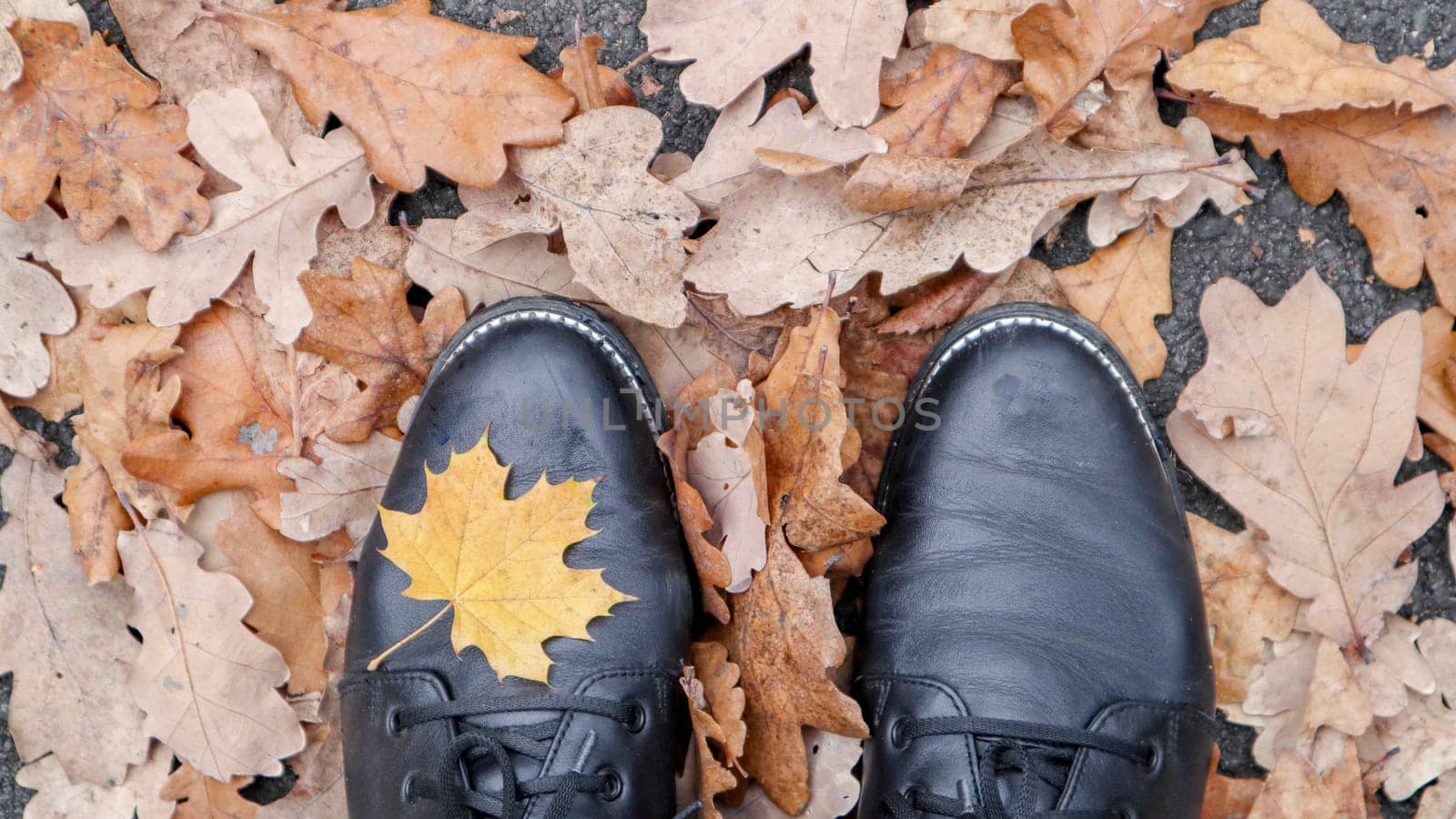 Maple Leaf. Top view image of legs in black boots. Yellow autumn leaves lie on the green grass. The foliage is covered with the first frosts. Legs in black boots are visible in the picture