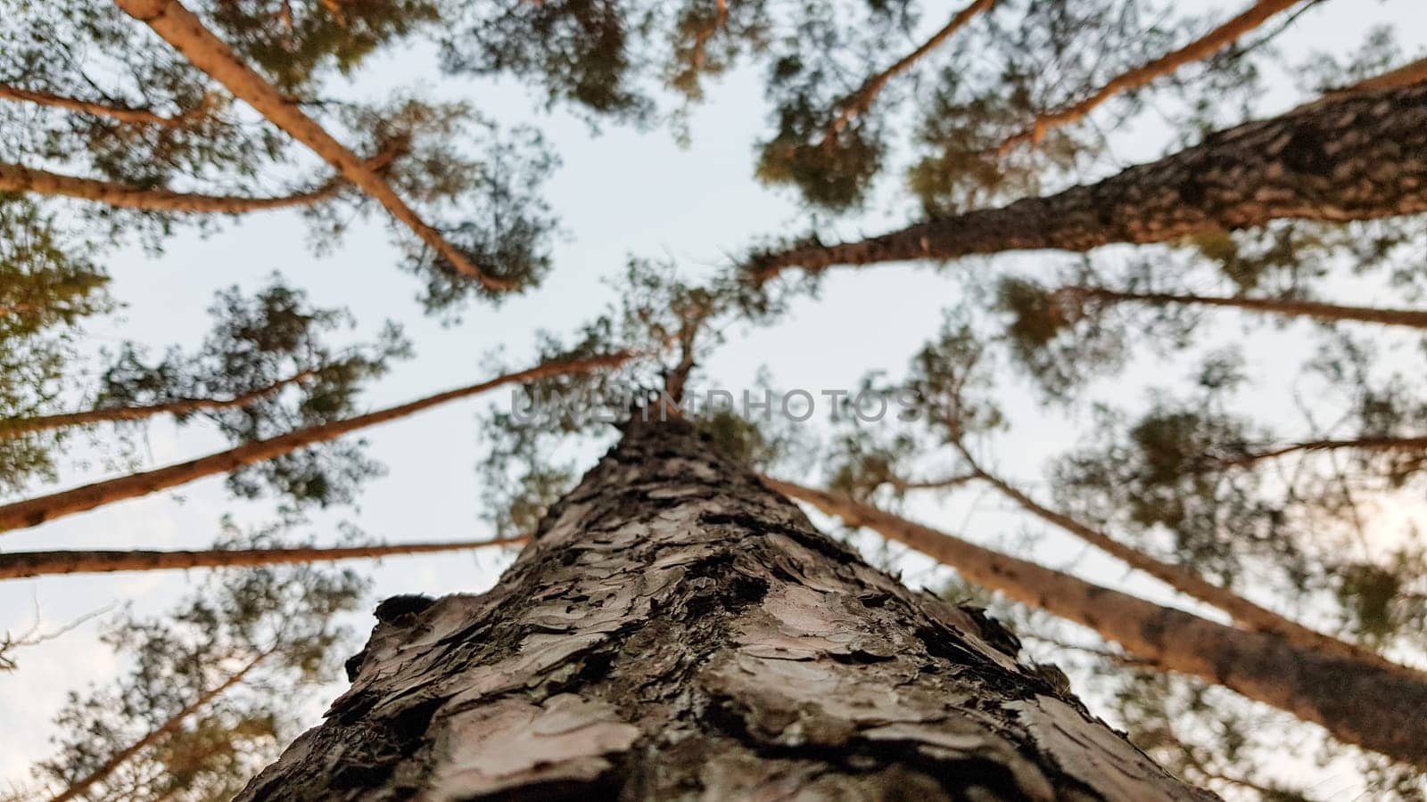 A group of tall trees. View from the ground. Parallels of pine trunks seem to converge in an upward direction.