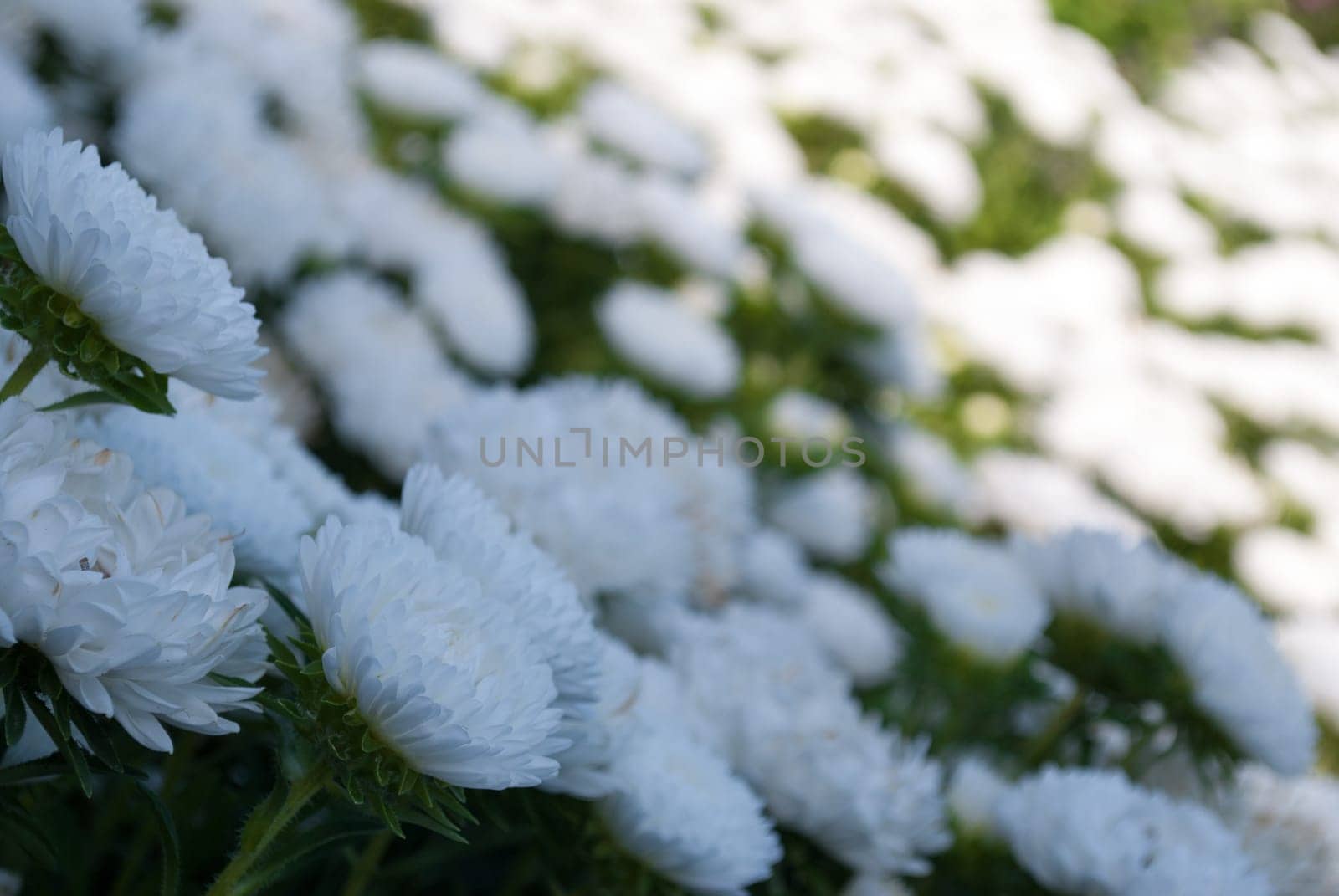 white flowers with blurry background in summer in sunny weather outdoors.