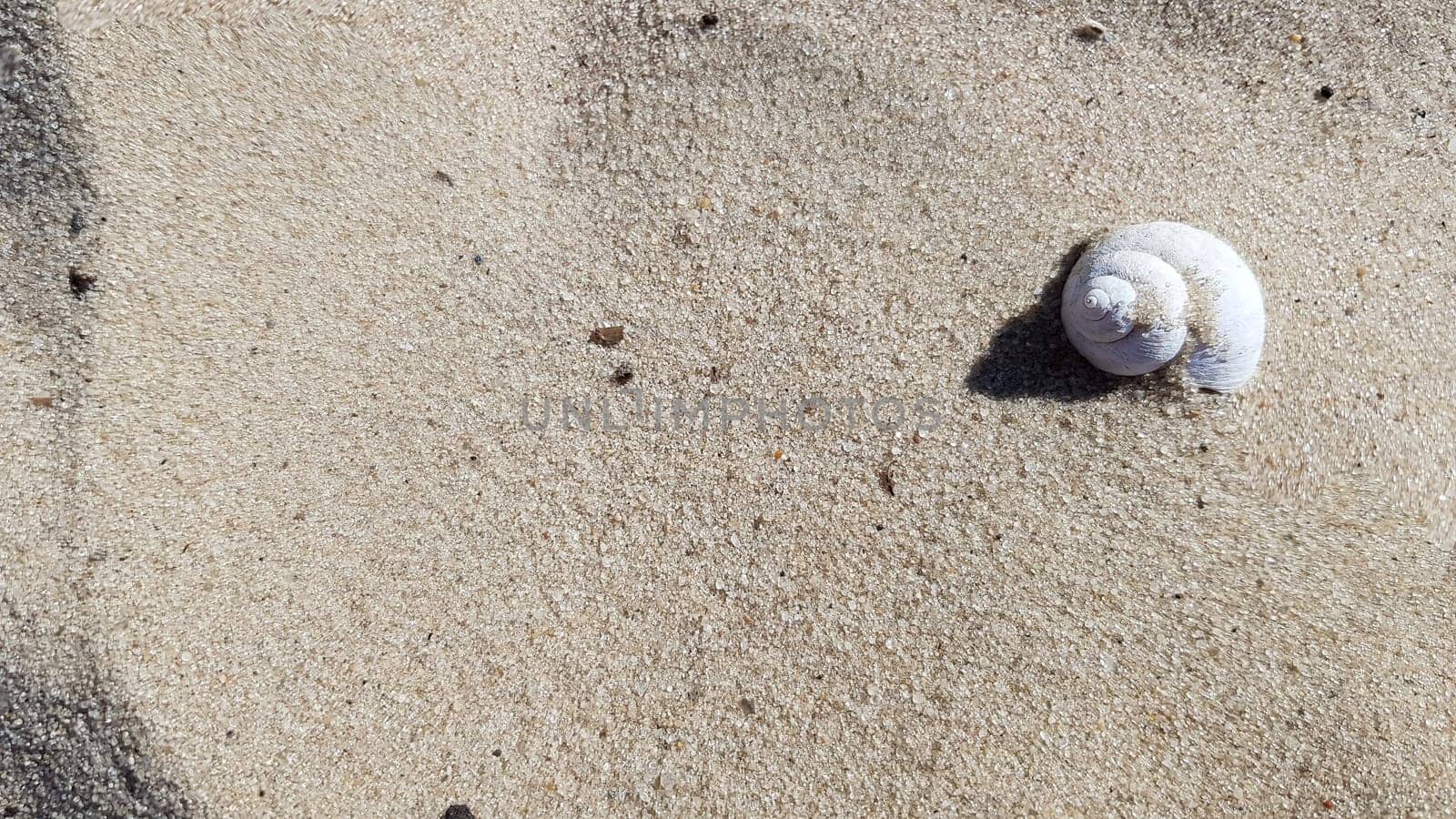 Summer concept. Shell on the sea sand. Light sand texture. The concept of a beach holiday. Flat lay, top view, copy space.