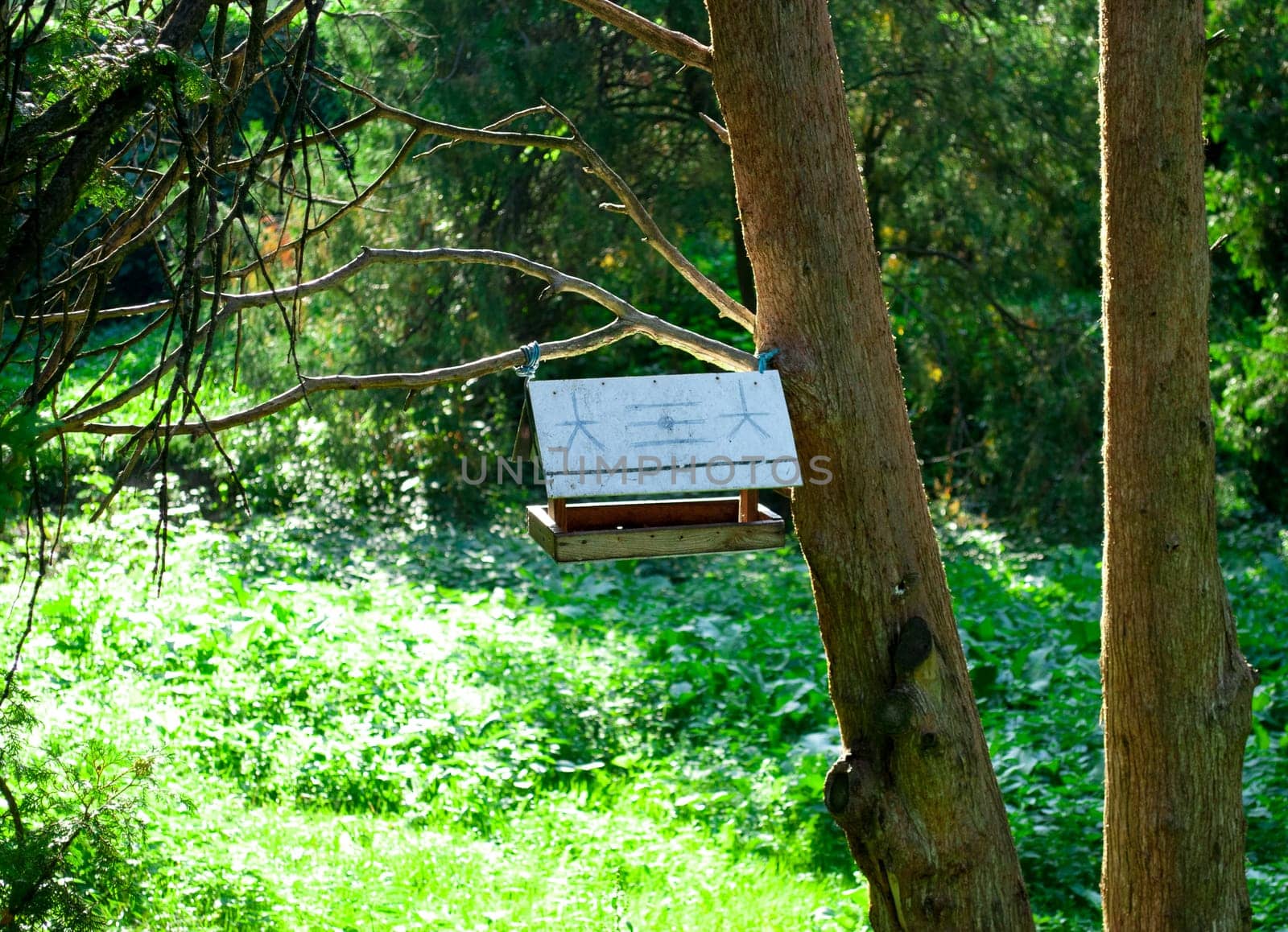Birdhouse in the woods on a tree on a sunny day