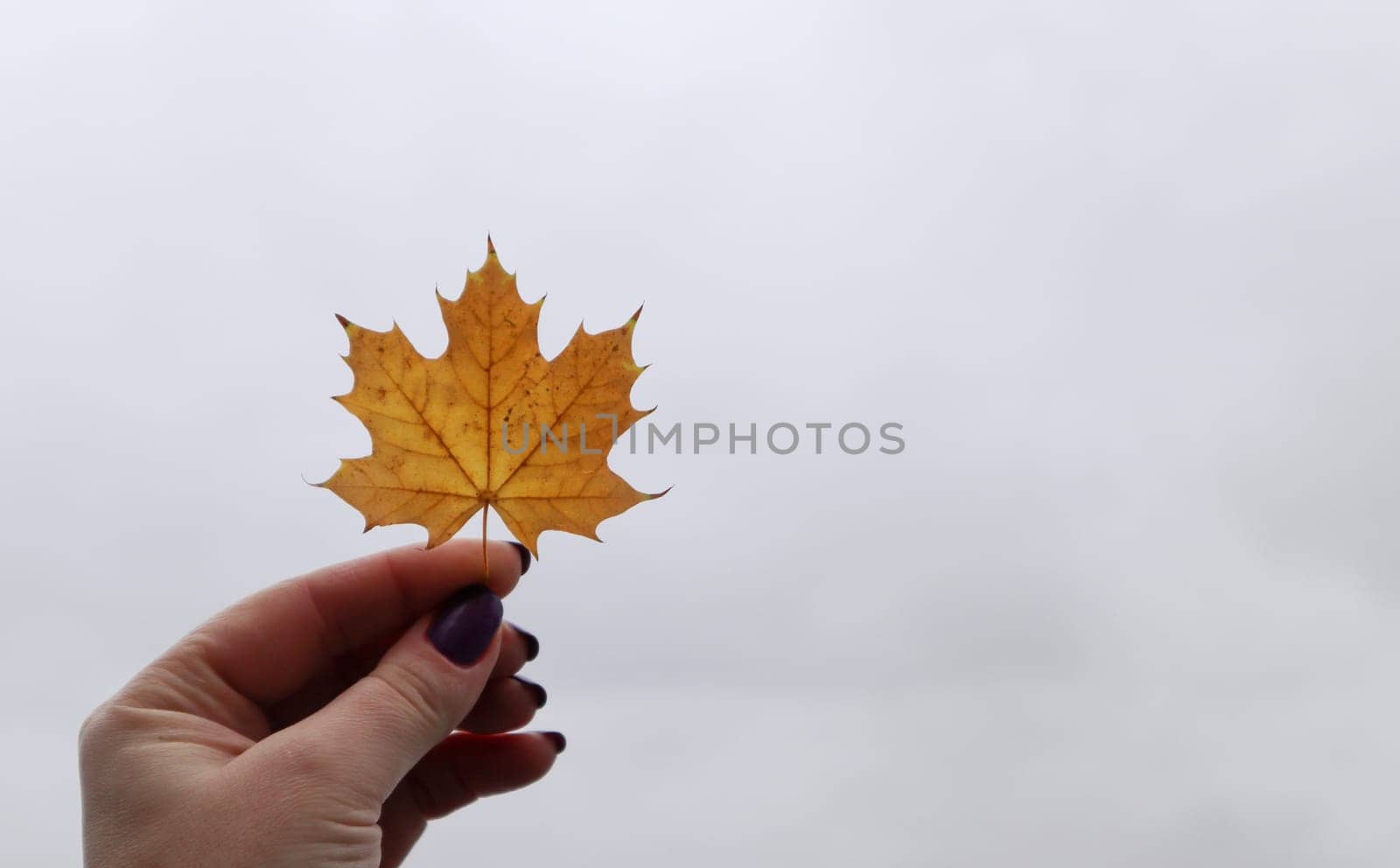 Yellow maple leaf in hand with nature in background. Colorful maple leaf. Useful as seasonal autumn background. The girl is holding a maple leaf in her hand. Autumn concept