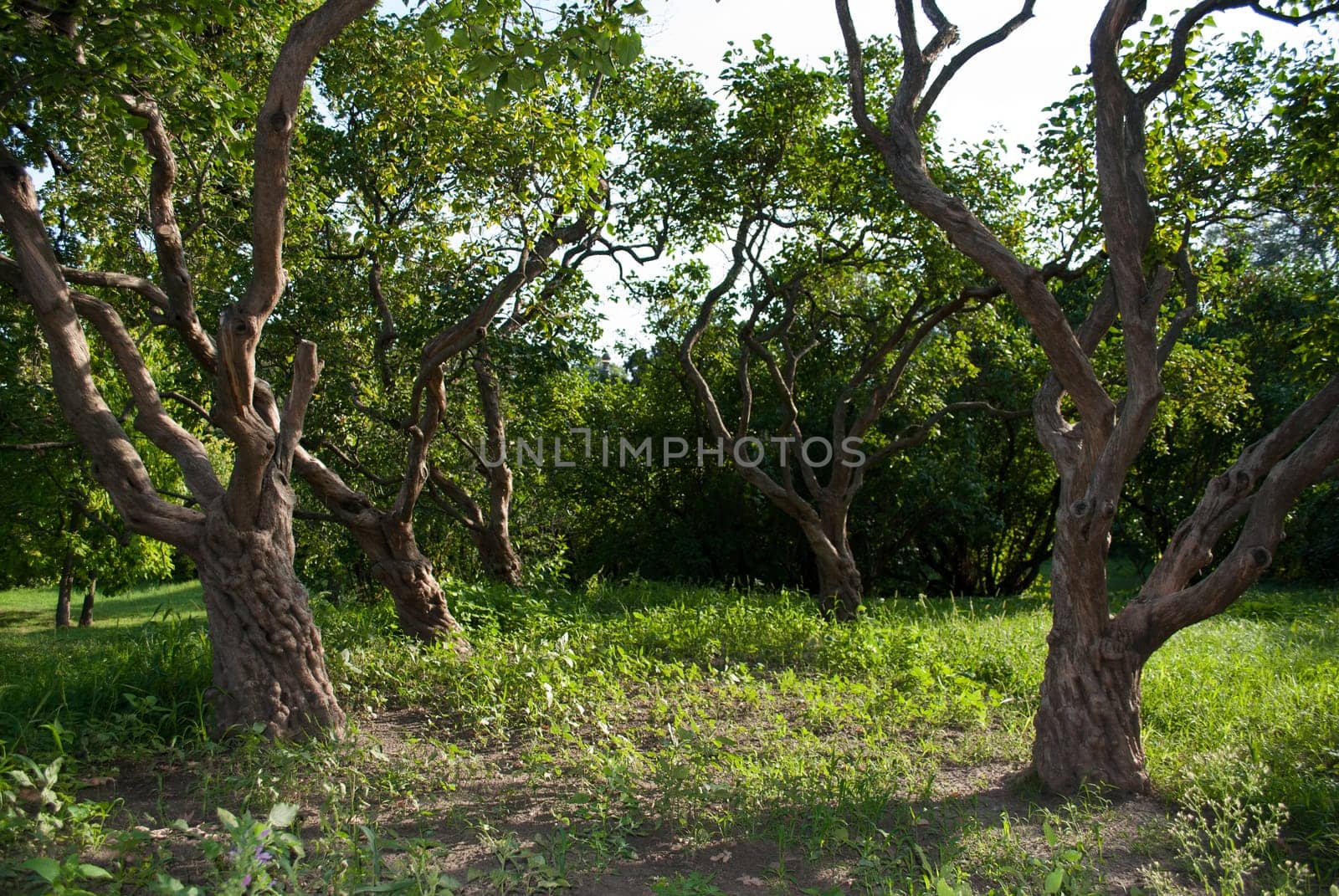 Trunks of old lilac trees in the park.