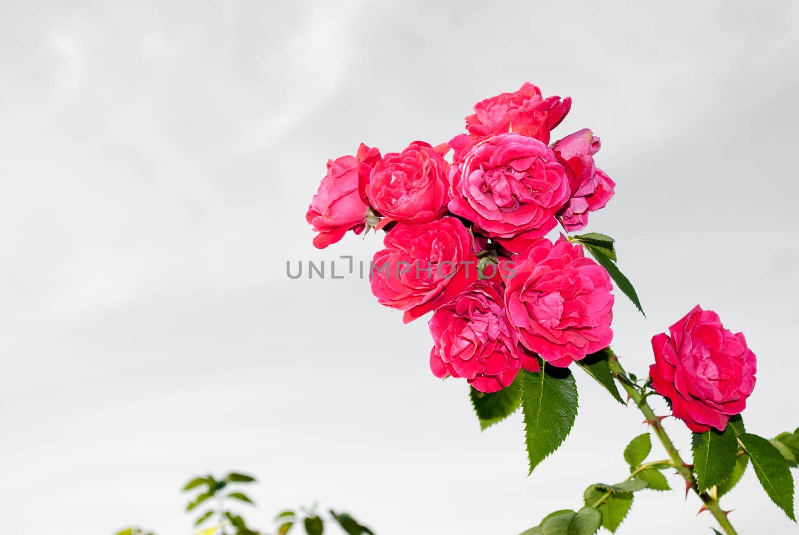 beautiful bush of red roses in a summer morning garden against a bright summer day. copy space.