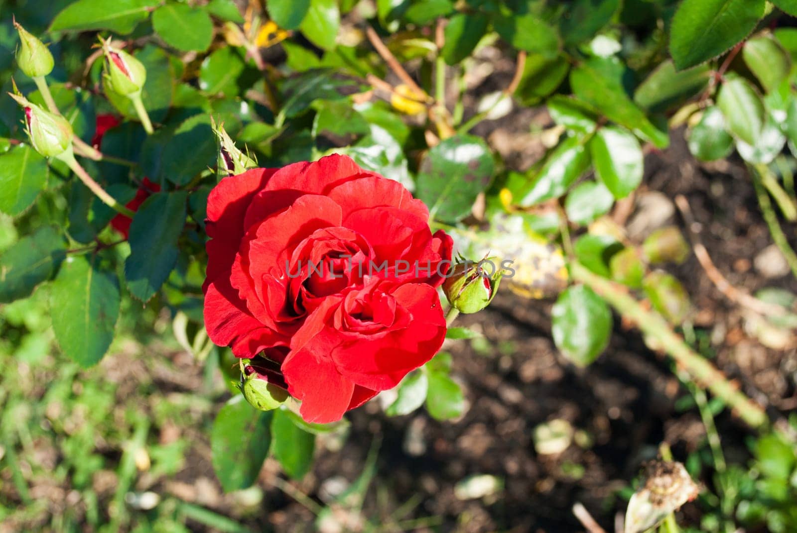 Tender big rose on a dark background in the garden.