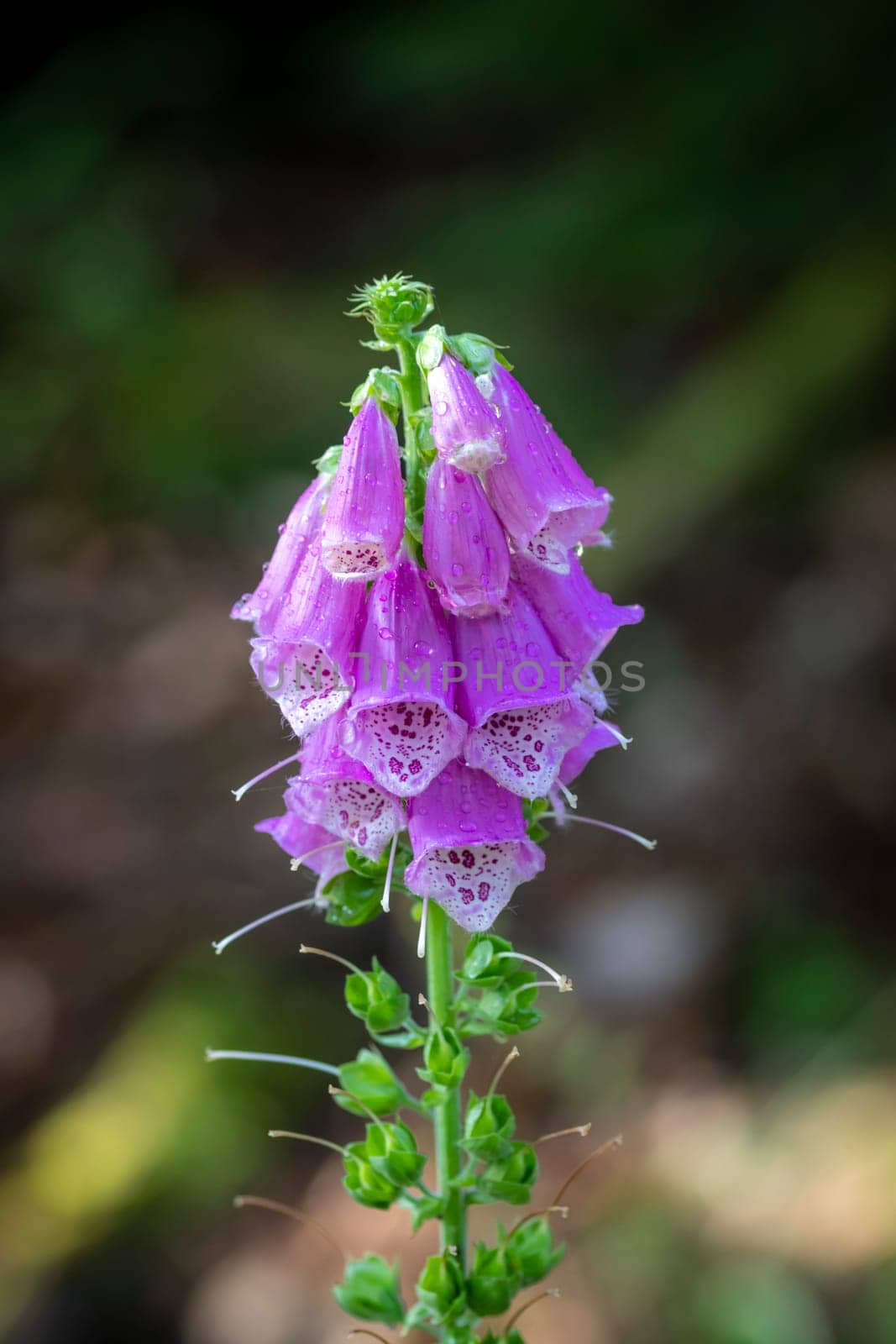 Blooming wild red foxglove in the forest against a blurred green background