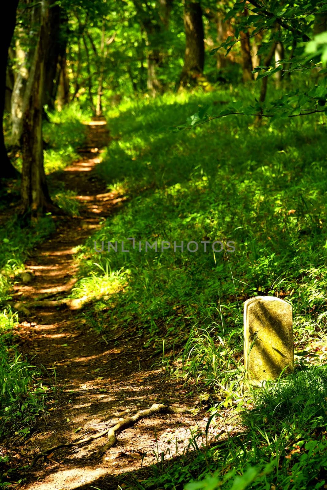 Forest way in sunny light