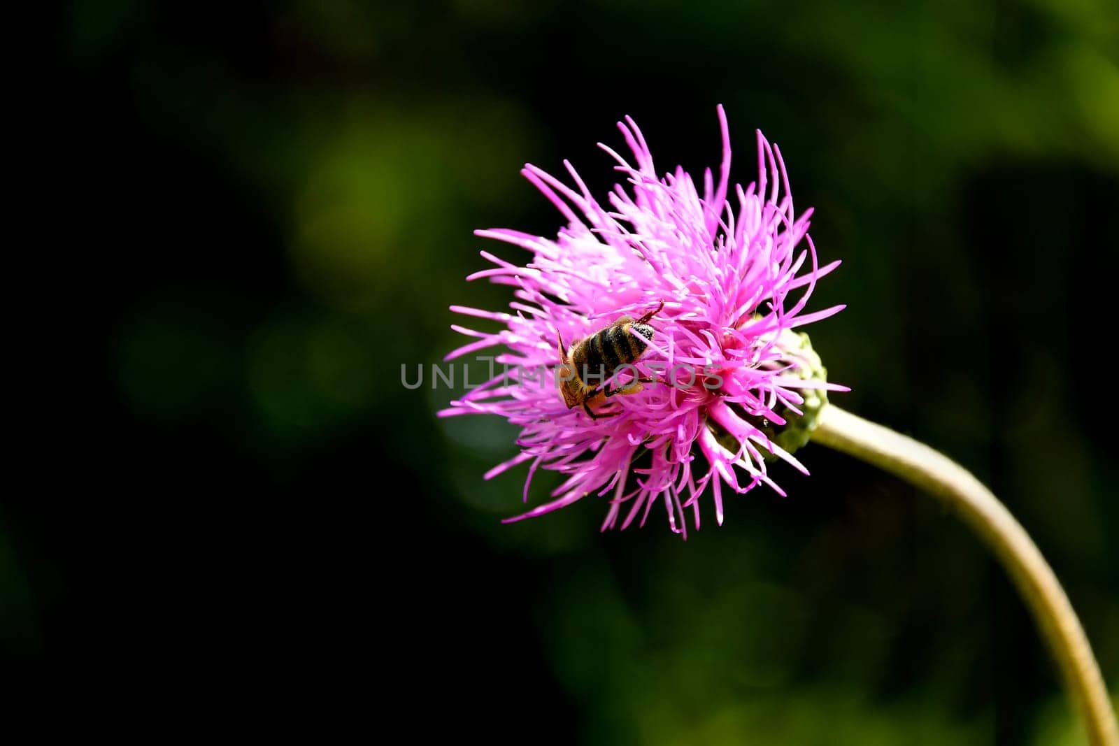 bee on a basket flower