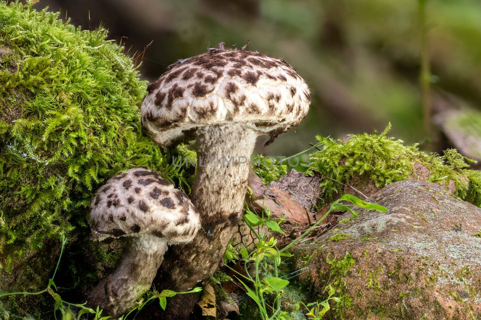 Detail view of a Old Man of the Woods Mushroom Strobilomyces strobilaceus in the moss