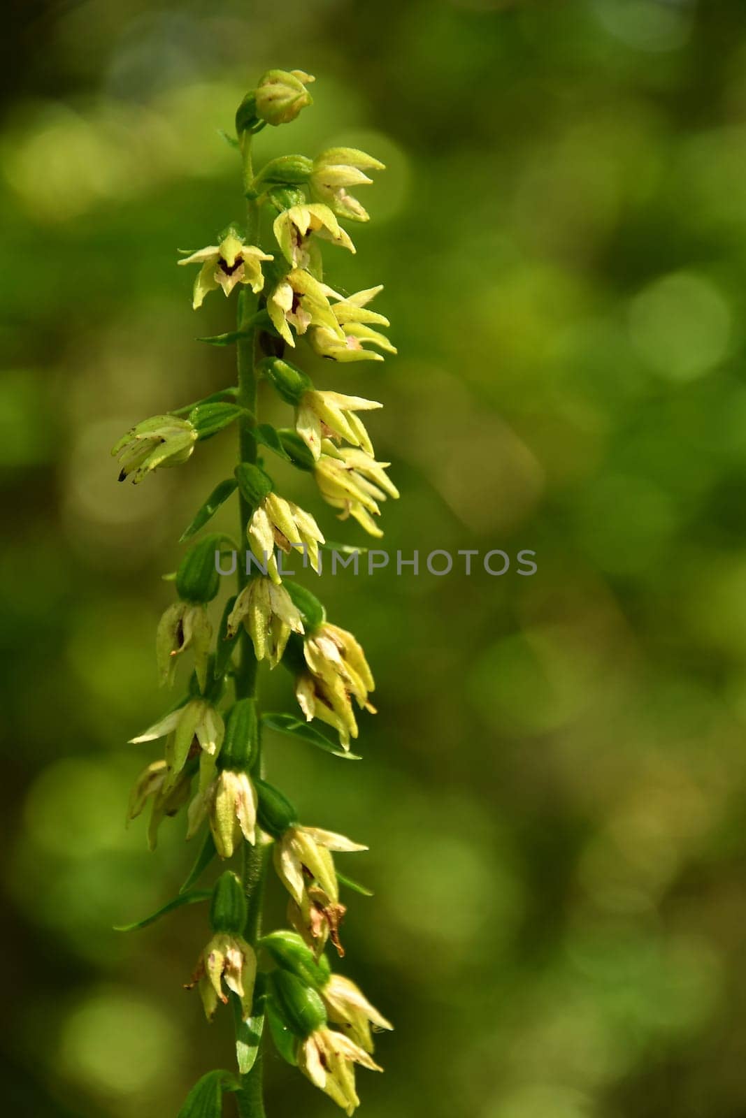 the broad-leaved helleborine, orchid in summer in Germany