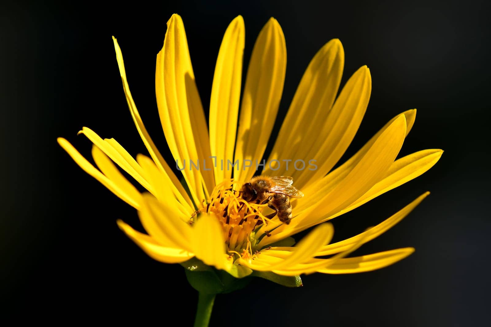 bee on a compass flower